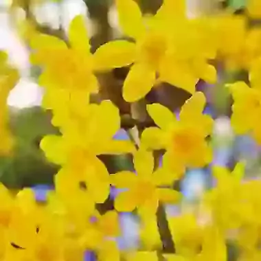 Diego